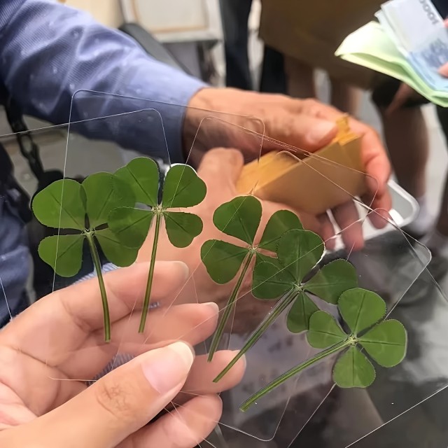 Komplet dveh 4-peresnih deteljic za srečo