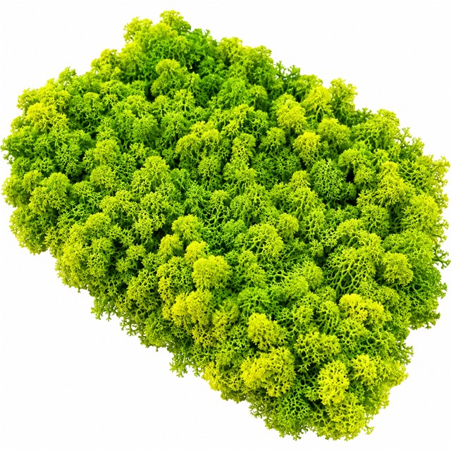 Stabiliziran jelenov mah – lišaj limonasto zelena